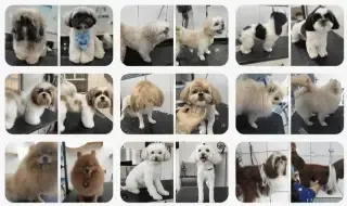 Cases de sucesso da comunidade Groomer de Valor